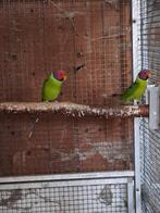 Pruimenkoppen, Dieren en Toebehoren, Mannelijk, Parkiet