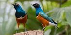 Te koop diverse driekleurglans spreeuwen geringd met dna, Meerdere dieren, Tropenvogel, Geringd
