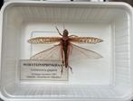 Woestijnsprinkhaan opgezet, Verzamelen, Dierenverzamelingen, Ophalen of Verzenden, Gebruikt, Opgezet dier