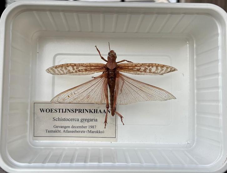 Woestijnsprinkhaan opgezet, Verzamelen, Dierenverzamelingen, Gebruikt, Opgezet dier, Ophalen of Verzenden