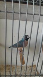 Blauwe          Gouldamadine zwartkop paarsborst, Dieren en Toebehoren, Vogels | Overige Vogels, Meerdere dieren, Tropenvogel