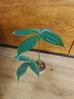 Anthurium pentaphyllum plant/stek, Ophalen of Verzenden, Halfschaduw, Minder dan 100 cm
