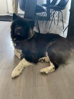 Amerikaanse akita, België, Particulier, Overige rassen, Teef