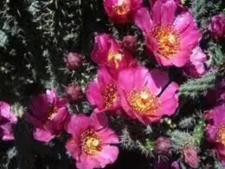 Cactus Opuntia Imbricata Hybride of Cholla .Potmaat 13cm, Huis en Inrichting, Kamerplanten, Cactus, Minder dan 100 cm, Bloeiende kamerplant