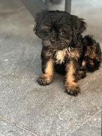 Havanezer x Cavalier King Charles Spaniel, Rabiës (hondsdolheid), Overige rassen, 8 tot 15 weken, Meerdere