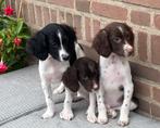 Zeer speciale LABRADOR x HEIDEWACHTEL pups, Dieren en Toebehoren, Honden | Niet-rashonden, Nederland, CDV (hondenziekte), 8 tot 15 weken