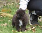 6 (nog 4) Prachtig gekleurde (kleine) pommetjes, Dieren en Toebehoren, Honden | Chihuahua's en Gezelschapshonden, Nederland, Overige rassen