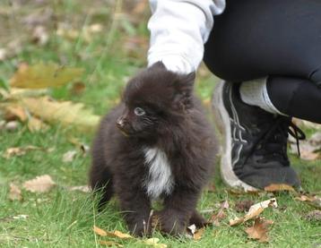 6 (nog 4) Prachtig gekleurde (kleine) pommetjes beschikbaar voor biedingen