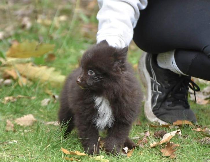 6 (nog 4) Prachtig gekleurde (kleine) pommetjes, Dieren en Toebehoren, Honden | Chihuahua's en Gezelschapshonden, Meerdere dieren