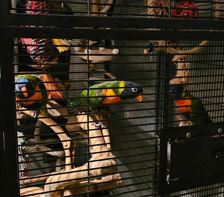 GEZOCHT: Lori, Dieren en Toebehoren, Vogels | Parkieten en Papegaaien