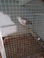 lachduif, Dieren en Toebehoren, Vogels | Duiven