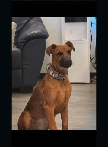 Dobberman x Rhodesian Rhidgeback pup 18 weken beschikbaar voor biedingen