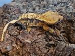 Wimpergekko
Correlophus ciliatus
Nk 2022

Vrouw, Hagedis