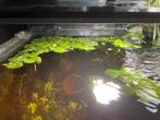 Limnobium, kikkerbeet, Dieren en Toebehoren, Vissen | Aquaria en Toebehoren, Ophalen, Plant(en), Steen of Hout