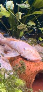 Albino algeneter te ruil!, Dieren en Toebehoren, Vis