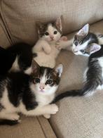 Kittens, Dieren en Toebehoren, Meerdere dieren