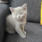 Britse Korthaar kitten, Dieren en Toebehoren, Katten en Kittens | Raskatten | Langhaar, Meerdere dieren, 0 tot 2 jaar