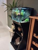 Aquarium, Dieren en Toebehoren, Vissen | Aquaria en Toebehoren, Ophalen, Zo goed als nieuw, Gevuld zoetwateraquarium