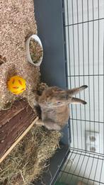 Gratis op te halen: ons lieve konijn Nijntje, Dieren en Toebehoren, Konijnen, Vrouwelijk