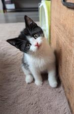 Kittens kwart britsekorthaar