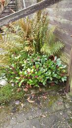 Skimmia Japonica - Wintergroene Sierheester, Tuin en Terras, Planten | Tuinplanten, Vaste plant, Halfschaduw, Lente, Ophalen