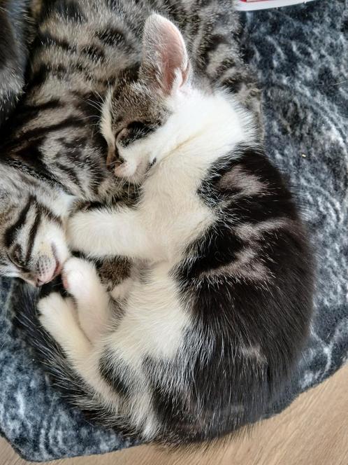 Nog 1 katertje beschikbaar (Mag 21 mei weg), Dieren en Toebehoren, Katten en Kittens | Overige Katten, Kortharig, Kater, 0 tot 2 jaar