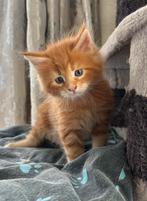 Maine Coon kitten met stamboom, Dieren en Toebehoren, Katten en Kittens | Raskatten | Langhaar, Kater, Gechipt, 0 tot 2 jaar