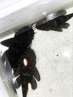 Bewezen kweekgroep L181 Peppermint Pleco (Ancistrus sp.), Dieren en Toebehoren, Vissen | Aquariumvissen, Vis