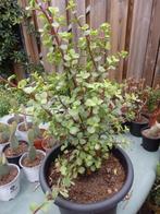 Te koop mooie grote Portulacaria, Huis en Inrichting, Kamerplanten, Ophalen, Vetplant, Halfschaduw, In pot
