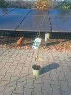 Vitis geënte groene druiven struiken 80/100  cm, Tuin en Terras, Ophalen, Overige soorten, Volle zon