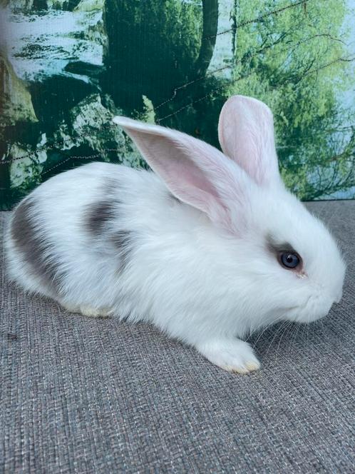 Duitse reus bont blauwe ogen ram, Dieren en Toebehoren, Konijnen, Groot, Mannelijk, 0 tot 2 jaar