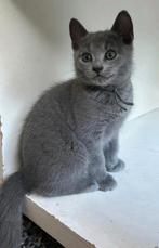 Blauwe Rus kittens met stamboom, Meerdere dieren, Gechipt, 0 tot 2 jaar
