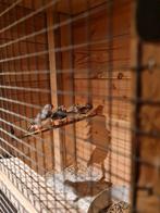 Zeebravinken mannetjes, Mannelijk