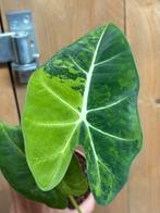 Alocasia frydek variegata plant aurea yellow green lime, Huis en Inrichting, Ophalen of Verzenden, Overige soorten, Minder dan 100 cm