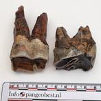 2 Wolharige Neushoorn kiezen permafrost Pleistoceen ijstijd, Ophalen of Verzenden, Fossiel