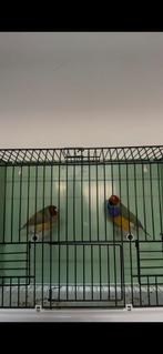 Gouldamadine koppel cinnamon, Dieren en Toebehoren, Vogels | Overige Vogels, Meerdere dieren, Tropenvogel, Geringd