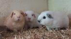 Jonge california en effen cavia's (beertjes), Dieren en Toebehoren, Knaagdieren, Meerdere dieren, Cavia, Voor 1 juli 2024