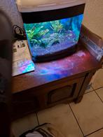 Gevraagd aquarium plantjes, Ophalen of Verzenden, Plant(en), Steen of Hout