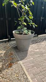 Buitenpot grijs kunststof ( ZONDER PLANT), 100 tot 250 cm, Zomer, Palmboom, Ophalen