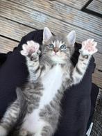 Kittens 2x mix bengaal maincoon, Dieren en Toebehoren, Katten en Kittens | Raskatten | Korthaar, Kater, Ontwormd