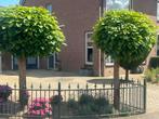 Boltrompetboom, Catalpa bignonioides 'Nana' diverse maten, Tuin en Terras, Planten | Bomen, Bloeit niet, Halfschaduw, 100 tot 250 cm