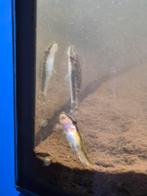 Otocinclus 2x, Dieren en Toebehoren, Vis, Zoetwatervis, Schoolvis