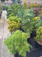 Pinus en chamaecyparis nana gracillis, Ophalen, Overige soorten, Volle zon