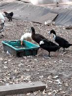 Toom loopeenden., Meerdere dieren, Eend