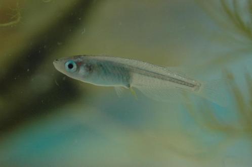 Medaka Miyuki Silver/White, Dieren en Toebehoren, Vissen | Aquariumvissen, Zoetwatervis, Vis, Schoolvis