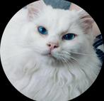 Twee mooie ragdoll kittens te koop (PKD en HCM vrij), Dieren en Toebehoren, Gechipt