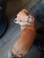 Chihuahua, Rabiës (hondsdolheid), Reu, Eén hond, Chihuahua