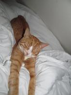 Kater, Dieren en Toebehoren, Kater, Kortharig, 0 tot 2 jaar