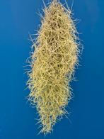 Tillandsia Usneoides, Huis en Inrichting, Kamerplanten, Ophalen of Verzenden, Halfschaduw, Minder dan 100 cm