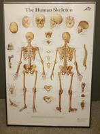 Poster in gelijst van het menselijk lichaam de botten, Verzamelen, Posters, Dier of Natuur, Ophalen of Verzenden, A1 t/m A3, Zo goed als nieuw